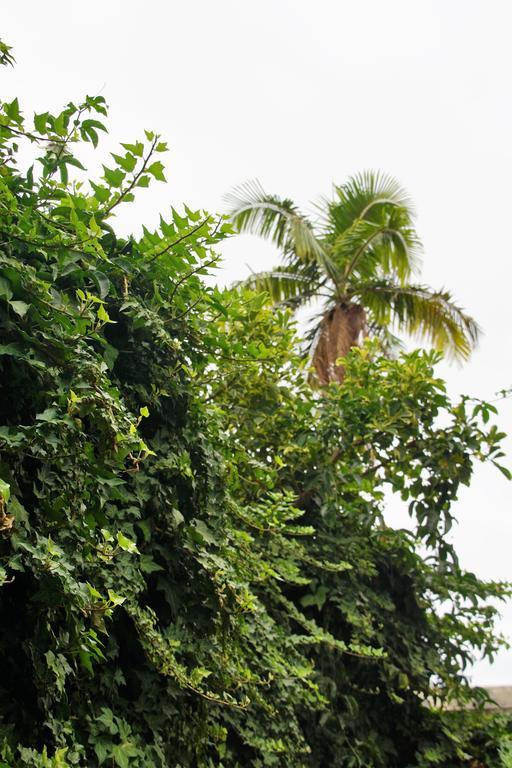 Pimenta Funchal Downtown Διαμέρισμα Εξωτερικό φωτογραφία