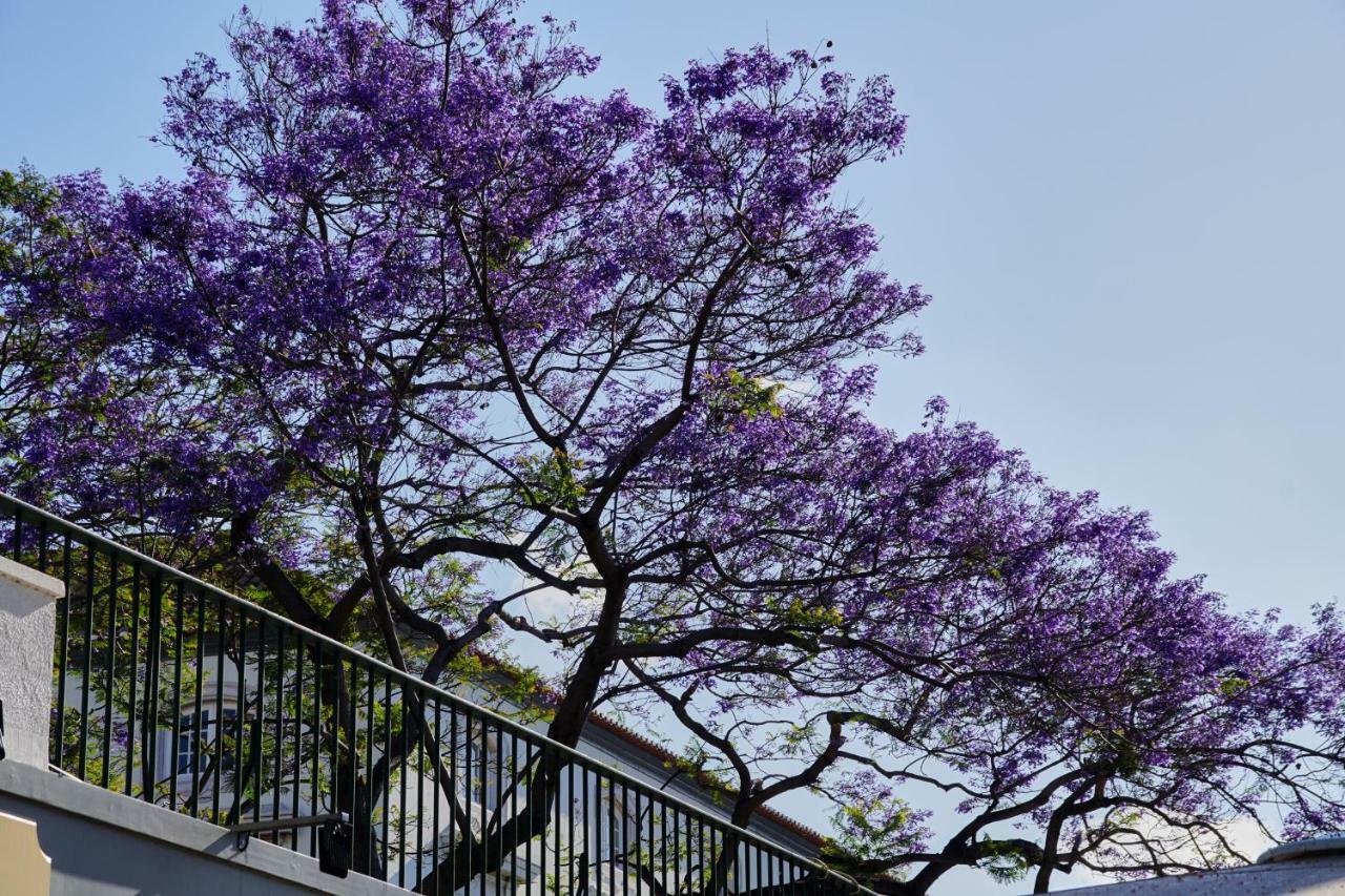 Pimenta Funchal Downtown Διαμέρισμα Εξωτερικό φωτογραφία